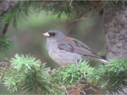 Dark-eyed Junco